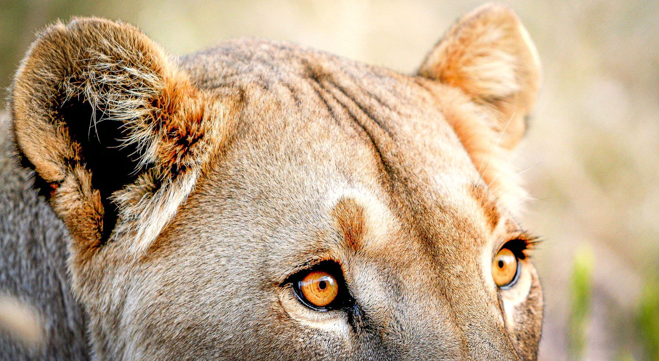 Ngorongoro a Serengeti