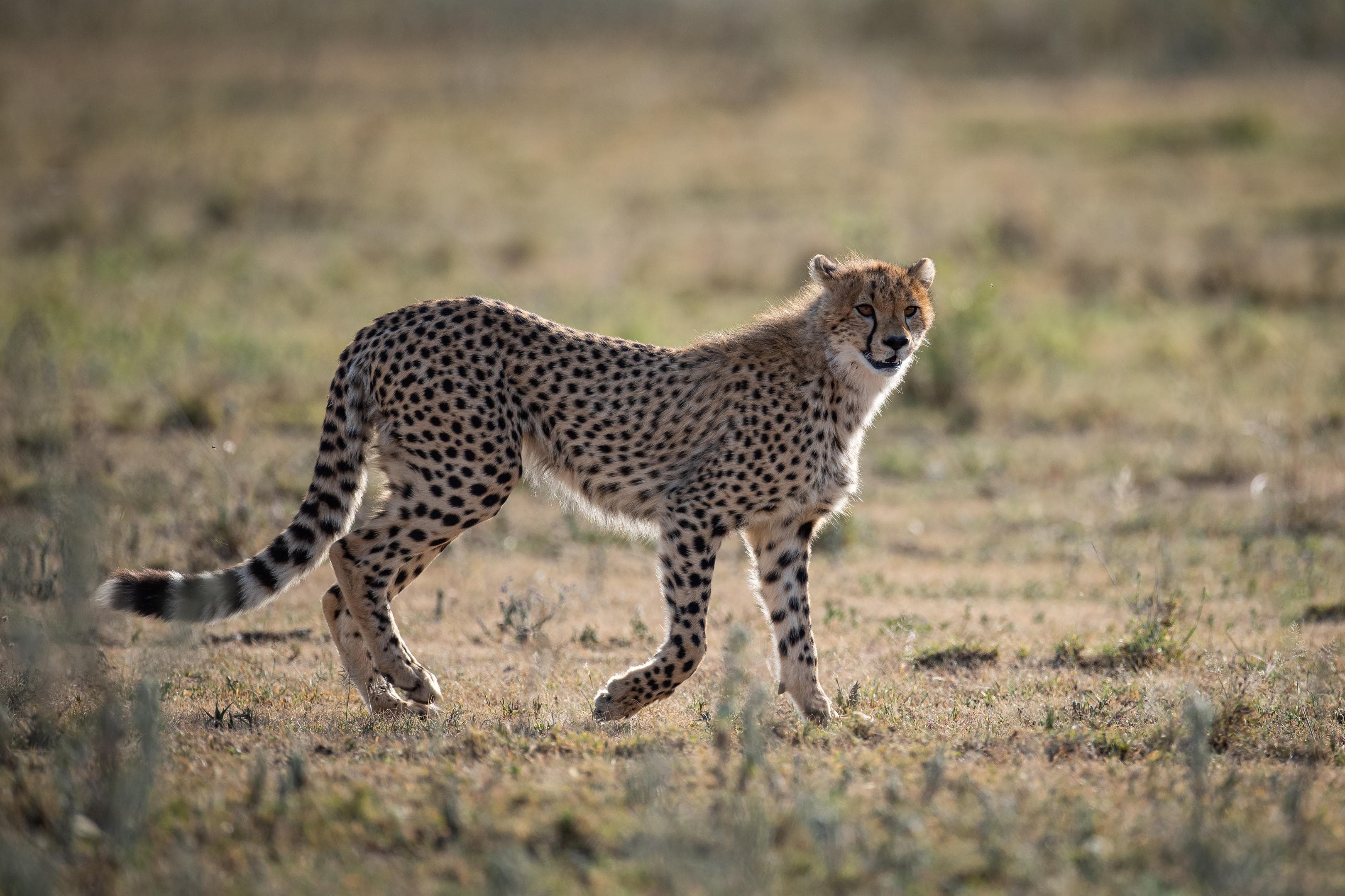 Tanzanie